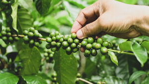 where does coffee come from