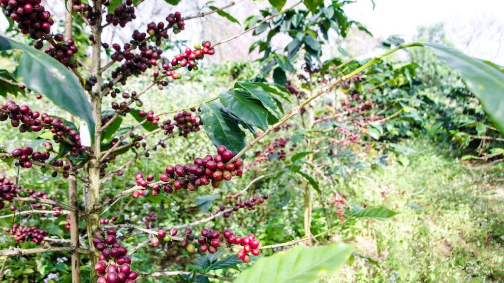 what does a coffee plant look like
