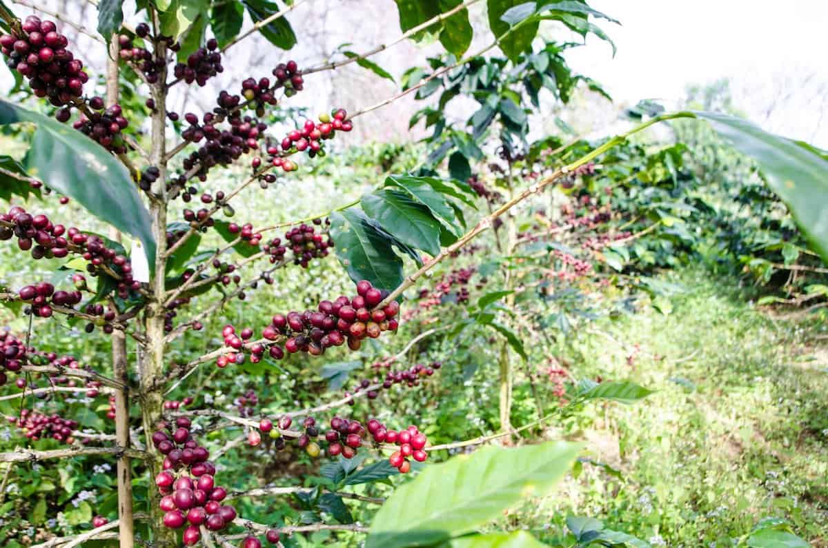 what does a coffee plant look like