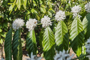 coffee tree coffee plant look like