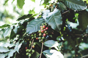 coffee plant looks 