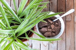 plants and used coffee grounds on table