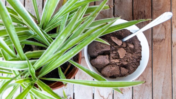 Which Plants Like Used Coffee Grounds