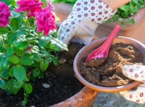 flowers and Plants that Like Used Coffee Grounds