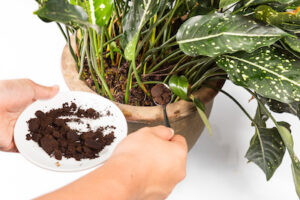 adding used coffee grounds to plants